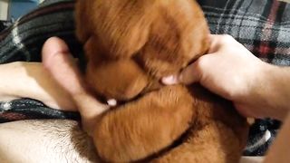 Master's cock plays with stuffed toy BottomSlutCO - SeeBussy.com