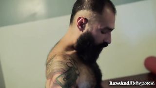 Hairy Bears Cocksucking and Assfucking Hairy And Raw